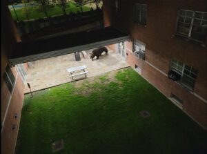 Brought to bear: April Fools' photo stuns students (and fools reporter)
